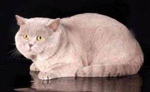 Фото лиловых британцев: взрослые лиловые британские коты и кошки     